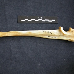 Ulna (14863 visites) Panthera pardus - Mâle - Adulte - Élément droitCollection : Département d'Ostéologie du Musée ... Ulna