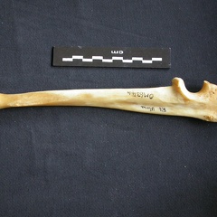 Ulna