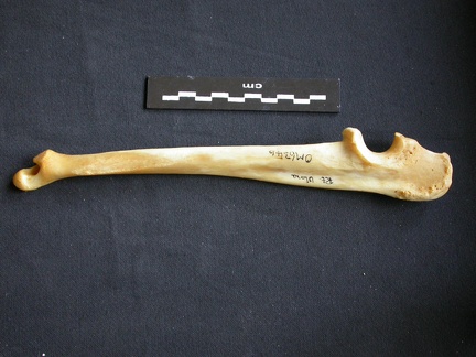 Ulna (14578 visites) Panthera pardus - Mâle - Adulte - Élément droitCollection : Département d'Ostéologie du Musée ... Ulna
