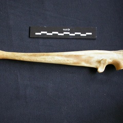 Ulna (15358 visites) Panthera pardus - Mâle - Adulte - Élément droitCollection : Département d'Ostéologie du Musée ... Ulna