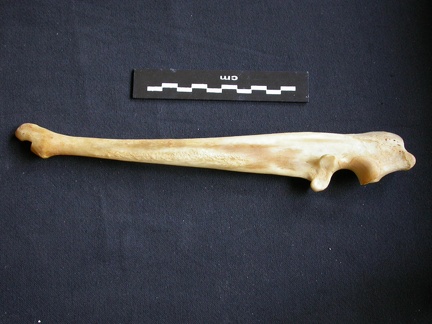 Ulna (15106 visites) Panthera pardus - Mâle - Adulte - Élément droitCollection : Département d'Ostéologie du Musée ... Ulna