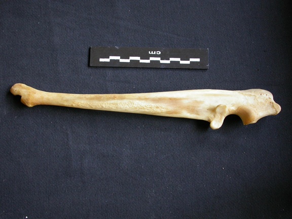 Ulna (15227 visites) Panthera pardus - Mâle - Adulte - Élément droitCollection : Département d'Ostéologie du Musée ... Ulna