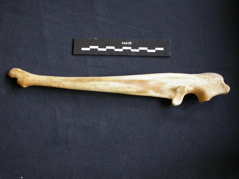 Ulna (14765 visits) Panthera pardus - Male - Adult - Right elementCollection: Department d'Osteology of National Museum ... Ulna
