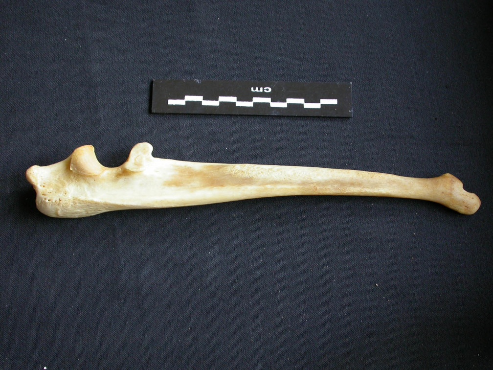Ulna (13907 visites) Panthera pardus - Mâle - Adulte - Élément droitCollection : Département d'Ostéologie du Musée ... Ulna