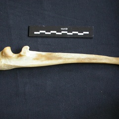 Ulna (14495 visites) Panthera pardus - Mâle - Adulte - Élément droitCollection : Département d'Ostéologie du Musée ... Ulna