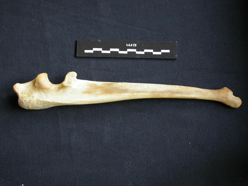 Ulna (14012 visites) Panthera pardus - Mâle - Adulte - Élément droitCollection : Département d'Ostéologie du Musée ... Ulna