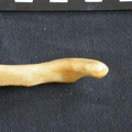 Ulna : partie distale (14726 visites) Panthera pardus - Mâle - Adulte - Élément droitCollection : Département d'Ostéologie du Musée ... Ulna : partie distale
