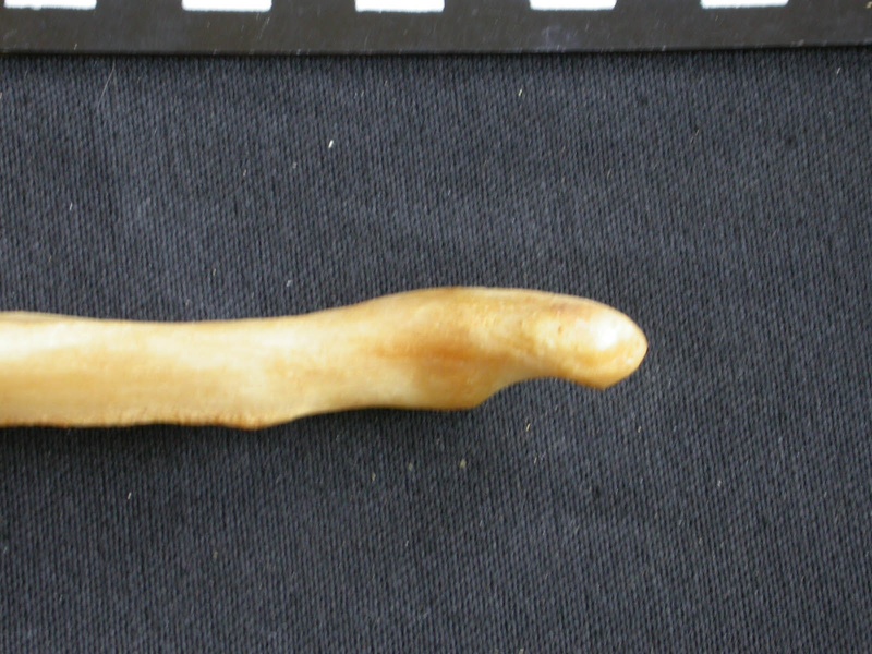 Ulna : partie distale (14823 visites) Panthera pardus - Mâle - Adulte - Élément droitCollection : Département d'Ostéologie du Musée ... Ulna : partie distale