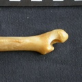 Ulna : partie distale (15240 visites) Panthera pardus - Mâle - Adulte - Élément droitCollection : Département d'Ostéologie du Musée ... Ulna : partie distale