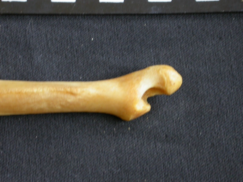 Ulna : partie distale (15316 visites) Panthera pardus - Mâle - Adulte - Élément droitCollection : Département d'Ostéologie du Musée ... Ulna : partie distale