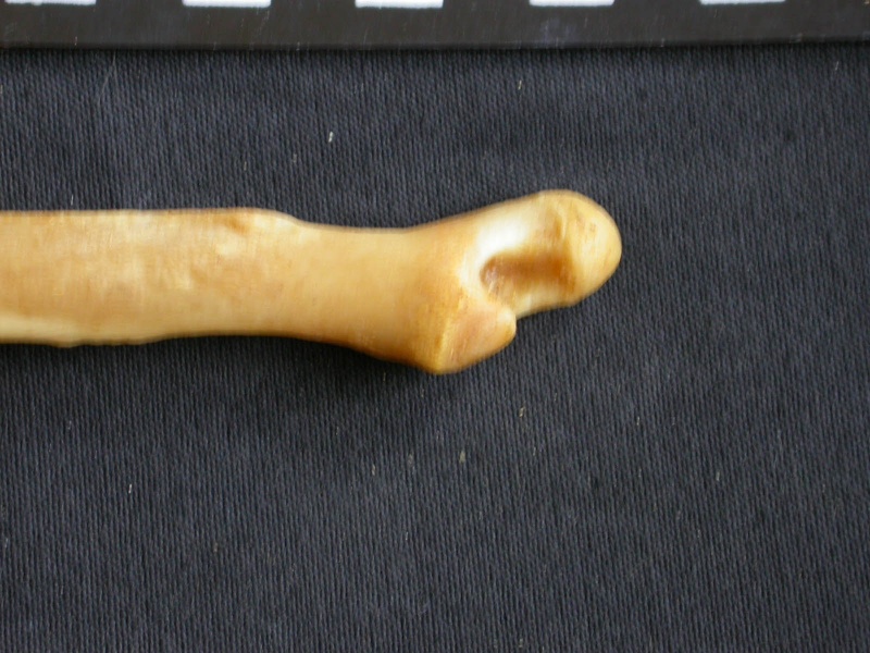 Ulna : partie distale (14702 visites) Panthera pardus - Mâle - Adulte - Élément droitCollection : Département d'Ostéologie du Musée ... Ulna : partie distale