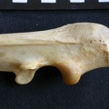 Ulna : partie proximale (15137 visites) Panthera pardus - Mâle - Adulte - Élément droitCollection : Département d'Ostéologie du Musée ... Ulna : partie proximale