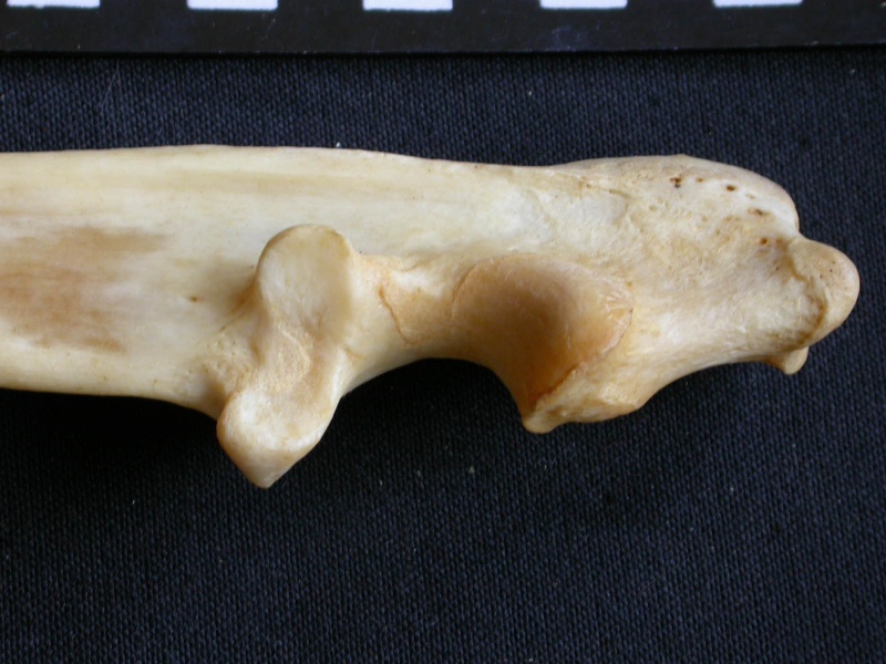 Ulna : partie proximale (15746 visites) Panthera pardus - Mâle - Adulte - Élément droitCollection : Département d'Ostéologie du Musée ... Ulna : partie proximale