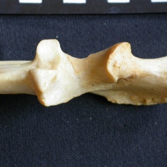 Ulna : partie proximale (16495 visites) Panthera pardus - Mâle - Adulte - Élément droitCollection : Département d'Ostéologie du Musée ... Ulna : partie proximale