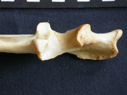 Ulna : partie proximale (16453 visites) Panthera pardus - Mâle - Adulte - Élément droitCollection : Département d'Ostéologie du Musée ... Ulna : partie proximale