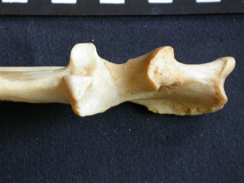 Ulna : partie proximale (16445 visites) Panthera pardus - Mâle - Adulte - Élément droitCollection : Département d'Ostéologie du Musée ... Ulna : partie proximale