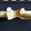Pp-Ulprox3.jpg