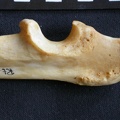 Ulna : partie proximale (16671 visites) Panthera pardus - Mâle - Adulte - Élément droitCollection : Département d'Ostéologie du Musée ... Ulna : partie proximale