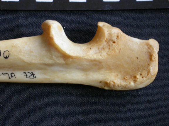 Ulna : partie proximale (16545 visites) Panthera pardus - Mâle - Adulte - Élément droitCollection : Département d'Ostéologie du Musée ... Ulna : partie proximale