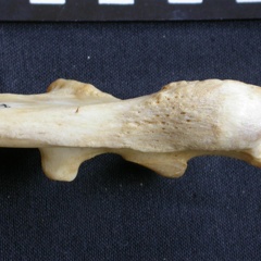 Ulna : partie proximale (15958 visites) Panthera pardus - Mâle - Adulte - Élément droitCollection : Département d'Ostéologie du Musée ... Ulna : partie proximale