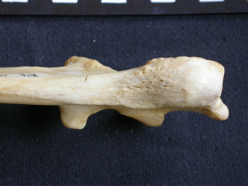 Ulna: proximale part (15633 visits) Panthera pardus - Male - Adult - Right elementCollection: Department d'Osteology of National Museum ... Ulna: proximale part