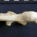 Pp-Ulprox5.jpg