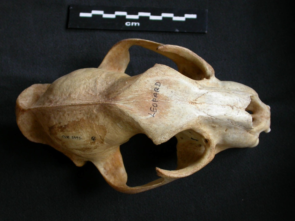 Skull: frontal sight