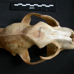 Skull: frontal sight (14738 visits) Panthera pardus - Adult female - Collection: Aberdares (Id:OM3395) - Country: Kenya Skull: frontal sight