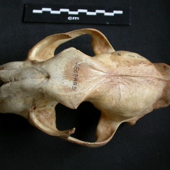 Skull: frontal sight (14257 visits) Panthera pardus - Adult female - Collection: Aberdares (Id:OM3395) - Country: Kenya Skull: frontal sight