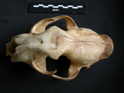 Skull: frontal sight (14095 visits) Panthera pardus - Adult female - Collection: Aberdares (Id:OM3395) - Country: Kenya Skull: frontal sight