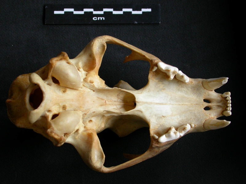 Skull: ventral sight (15400 visits) Panthera pardus - Adult female - Collection: Aberdares (Id:OM3395) - Country: Kenya Skull: ventral sight