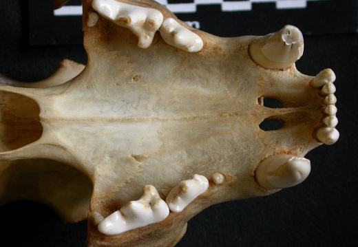 Skull: jawbones and incisive bone