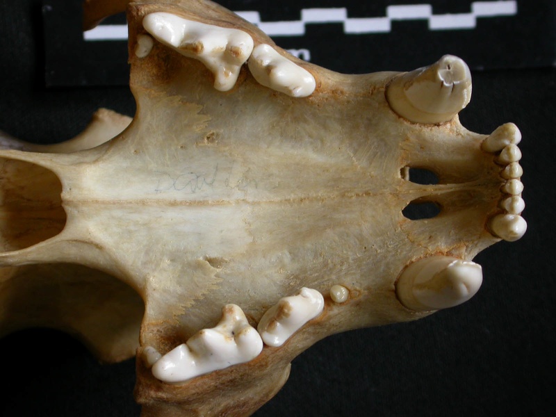 Skull: jawbones and incisive bone (14678 visits) Panthera pardus - Adult female - Collection: Aberdares (Id:OM3395) - Country: Kenya Skull: jawbones and incisive bone