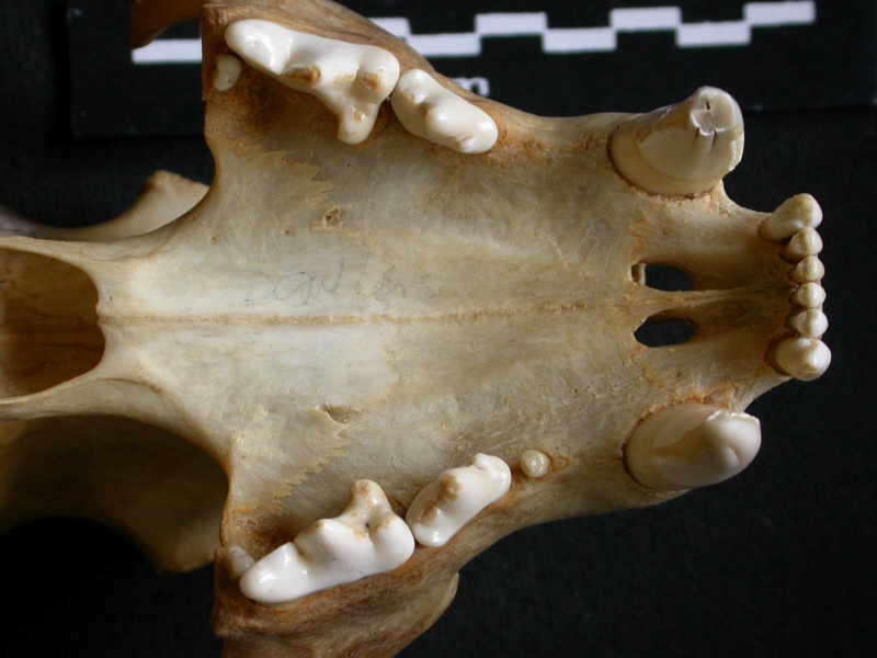 Skull: jawbones and incisive bone