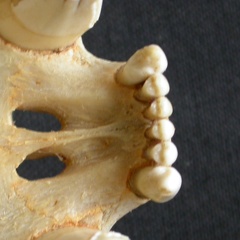 Skull: incisive bone (15149 visits) Panthera pardus - Adult female - Collection: Aberdares (Id:OM3395) - Country: Kenya Skull: incisive bone