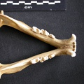 Mandibules (15092 visites) Panthera pardus - Femelle adulte - Collection : Aberdares(Id:OM3395) - Pays : Kenya
Mandibules