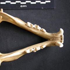 Mandibules