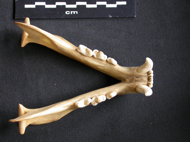Mandibles (15022 visits) Panthera pardus - Adult female - Collection: Aberdares (Id:OM3395) - Country: Kenya Mandibles