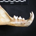 Mandibule (15014 visites) Panthera pardus - Femelle adulte - Élément droitCollection : Aberdares (Id:OM3395) - Pays : Kenya
... Mandibule