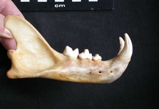 Mandible