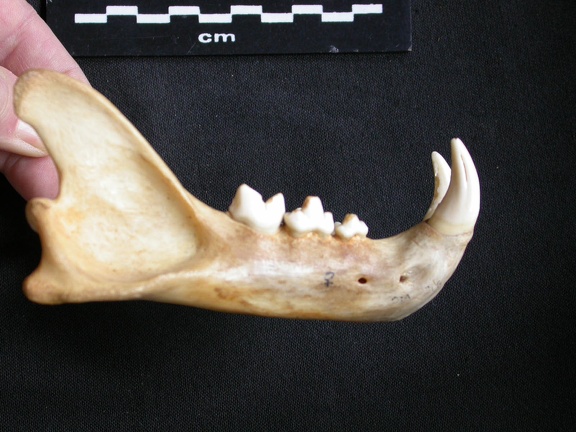 Mandibule (15375 visites) Panthera pardus - Femelle adulte - Élément droitCollection : Aberdares (Id:OM3395) - Pays : Kenya
... Mandibule