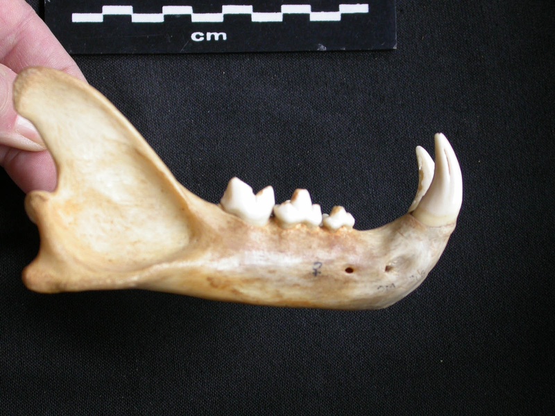 Mandible (14957 visits) Panthera pardus - Adult female - Right elementCollection: Aberdares (Id:OM3395) - Country: Kenya Mandible