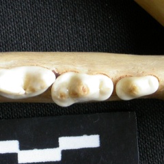 Dentition inférieure (15663 visites) Panthera pardus - Femelle adulte - Élément droitCollection : Aberdares (Id:OM3395) - Pays : Kenya
... Dentition inférieure