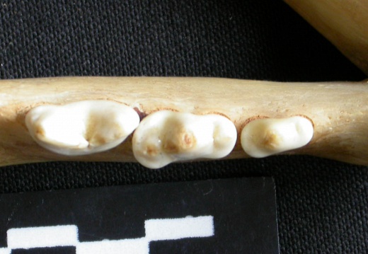 Dentición inferior