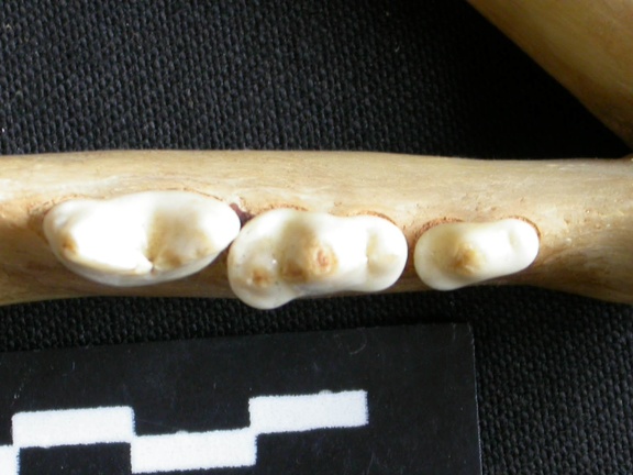 Dentition inférieure (15835 visites) Panthera pardus - Femelle adulte - Élément droitCollection : Aberdares (Id:OM3395) - Pays : Kenya
... Dentition inférieure