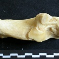 Calcaneus (20321 visits) Panthera leo - Adult female - Right elementCollection: Aberdares (Id:OM7713) - Country: Kenya Calcaneus
