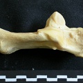 Calcaneus (20787 visits) Panthera leo - Adult female - Right elementCollection: Aberdares (Id:OM7713) - Country: Kenya Calcaneus