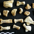 Carpe et phalanges (111424 visites) Panthera leo - Femelle adulte - Éléments droitsCollection : Aberdares (Id:OM7713) - Pays : Kenya
... Carpe et phalanges