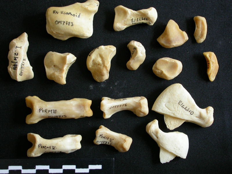 Carpe et phalanges (111278 visites) Panthera leo - Femelle adulte - Éléments droitsCollection : Aberdares (Id:OM7713) - Pays : Kenya
... Carpe et phalanges