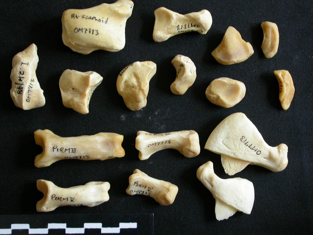 Carpe et phalanges (111135 visites) Panthera leo - Femelle adulte - Éléments droitsCollection : Aberdares (Id:OM7713) - Pays : Kenya
... Carpe et phalanges